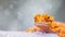 A close up of a lizard with orange eyes and yellow teeth, AI