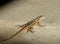 Close up of a lizard on a rock