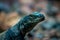 Close up of a lizard skittering on rocks in an enclosure at the John Ball Zoo