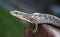 Close up of a lizard taking a step.