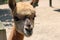 Close-up of Llama on a Farm