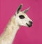 Close-up of a Llama in front of a pink