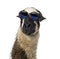 Close-up of a Llama wearing sunglasses