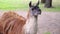 Close-up. llama at zoo in summer.