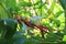 Close Up of a Lobster Claw Flower, Heliconia Schiedeana