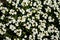 Close up of Lobularia maritima flowers Alyssum maritimum, a plant typically used as groundcover