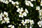 Close up of Lobularia maritima flowers Alyssum maritimum, a plant typically used as groundcover