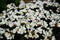 Close up of Lobularia maritima flowers Alyssum maritimum, a plant typically used as groundcover