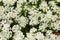 Close up of Lobularia maritima flowers syn. Alyssum maritimum, common name sweet alyssum or sweet alison.