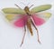 Close-up of locust Lophacris cristata , Tingo Maria, Peru, Sout