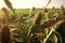 close-up of locusts devouring crops in a field