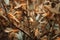 close-up of locusts on tree branches