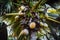 Close up of Lodoicea known as the coco de mer or double coconut. It is endemic to the islands of Praslin and Curieuse in