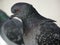 Close up of London pigeon in profile