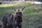 Close up of a lone African Wild Dog in Selous Game Reserve Tanzania