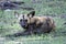 Close up of a lone African Wild Dog in Selous Game Reserve  Tanzania