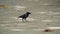 Close-up of lone crow standing on ground, looking around on its long legs