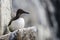 Close up of a Lone Guillemot Seabird