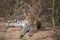 A close up of a lone leopard Panthera pardus in Mala Mala Game Reserve, Mpumalanga