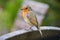 Close up of a lone robin