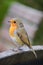 Close up of a lone robin