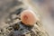 Close up of lone seashell on a rock next to the Mediterranean Sea