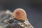 Close up of lone seashell on a rock next to the Mediterranean Sea