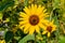 Close up Lone Sunflower with blurred background