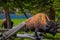 Close up of lonely dangerous American Bison Buffalo grazing inside the forest in Yellowstone National Park