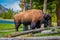 Close up of lonely dangerous American Bison Buffalo grazing inside the forest in Yellowstone National Park