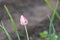 A close-up of a lonely flower against a background of green grass is an unbroken tulip bud of white and pink color. A young flower