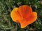 Close up of lonely orange flower