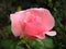 Close-up of a lonely pink rose. Rose opened from the bud. The rose is fresh and tender. Side view