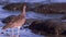 Close up of a Long-Billed Curlew in Costa Rica at sunrise