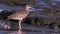Close up of a Long-Billed Curlew in Costa Rica at sunrise