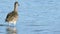 Close up of a Long-Billed Curlew in Costa Rica at sunrise