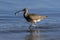 Close up of a Long-Billed Curlew in Costa Rica at sunrise