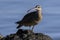 Close up of a Long-Billed Curlew in Costa Rica at sunrise