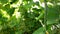Close-up of a long Chinese cucumber growing on a summer day in a greenhouse. Growing cucumbers in the open field. Vegetables on th