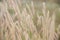 Close-up of long grass moving in wind. meadow reed background