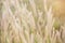 Close-up of long grass moving in wind. meadow reed background