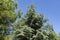 Close-up of long green needles Italian Stone pine Pinus pinea and blue needles Blue Atlas Cedar tree