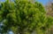 Close-up of long green needles Italian Stone pine Pinus pinea, umbrella or parasol pine on Olympic Embankment in Sirius