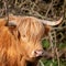 Close up of long horned Highland Cow