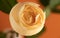 Close up of long stem yellow friendship roses in the natural sunlight