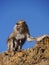 Close up of long tailed macaque monkey, Kelimutu volcano, Indonesia