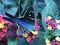 Close up of Long-tailed Skipper Butterfly Feeding on Lantana Flowers