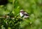 Close-up of a Long tailed tit juvenile