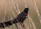 Close-up of Long-tailed Widowbird
