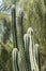 Close up on long, tall, sharp cactus with green background
